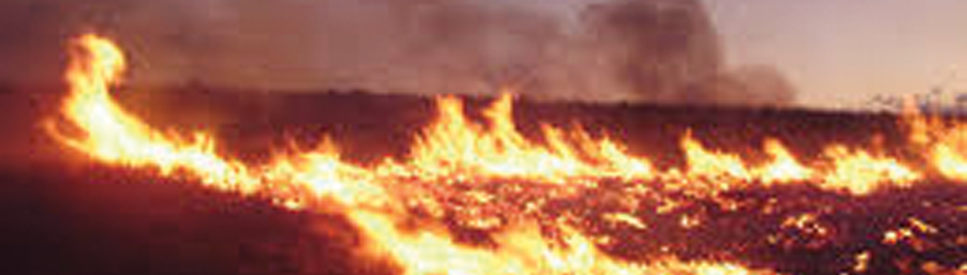 Grass Fire